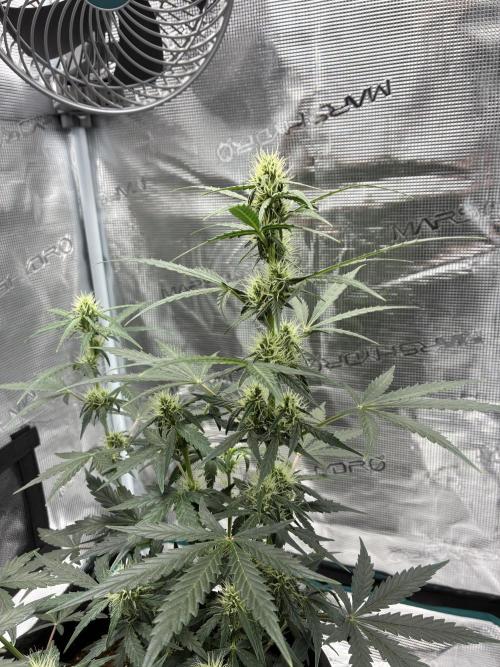 First ever grow Pineapple Express. Week 6