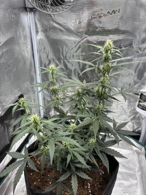First ever grow Pineapple Express. Week 6