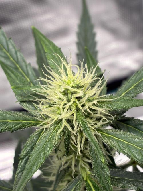 First ever grow Pineapple Express. Week 6