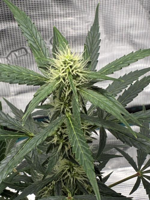 First ever grow Pineapple Express. Week 6