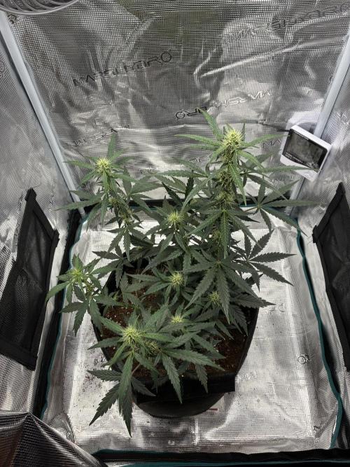 First ever grow Pineapple Express. Week 6