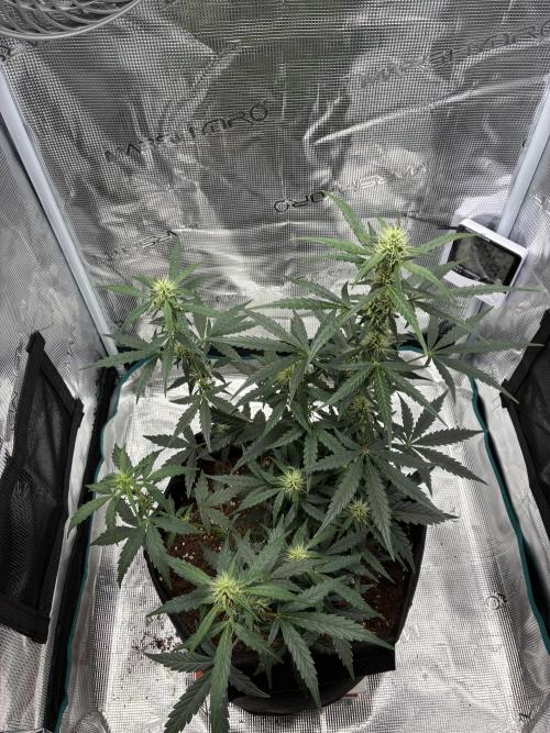 First ever grow Pineapple Express. Week 6