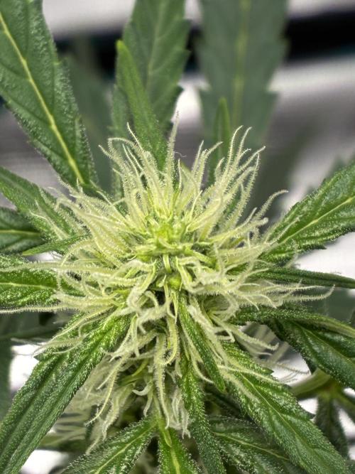 First ever grow Pineapple Express. Week 6