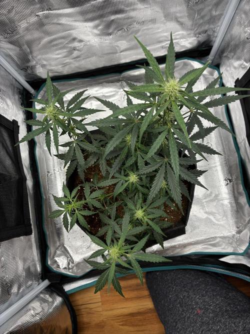 First ever grow Pineapple Express. Week 6