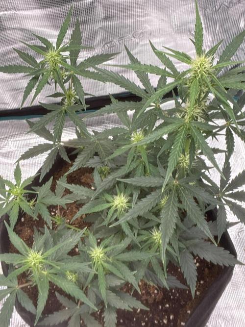 Pineapple Express Auto. Week 6