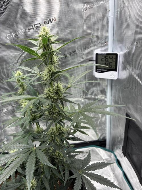 Pineapple Express Auto. Week 6
