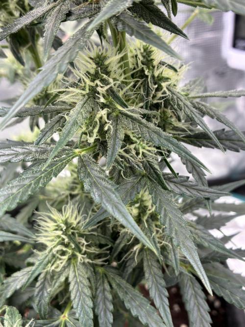 First ever grow Pineapple Express. Week 7
