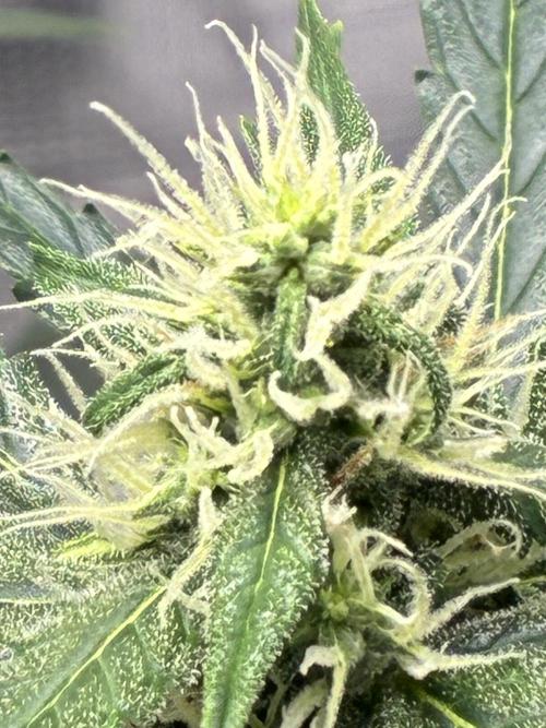 First ever grow Pineapple Express. Week 7