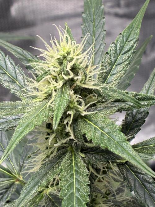 First ever grow Pineapple Express. Week 7