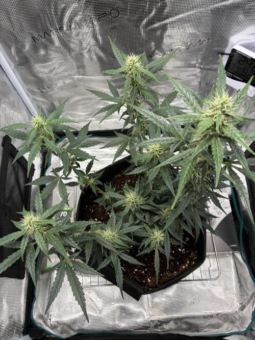 First ever grow Pineapple Express. Week 7