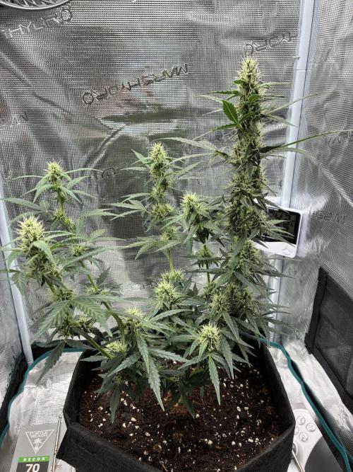 First ever grow Pineapple Express. Week 7