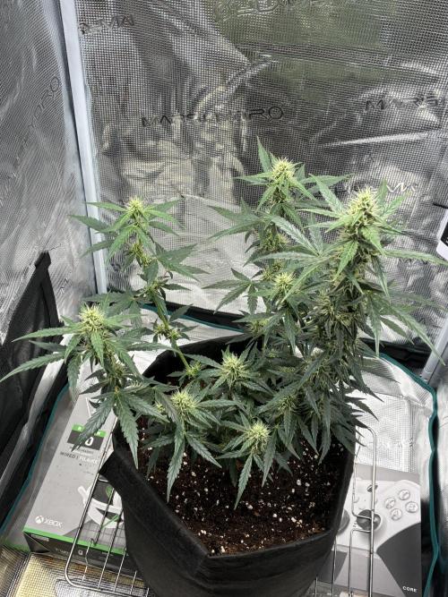 First ever grow Pineapple Express. Week 7