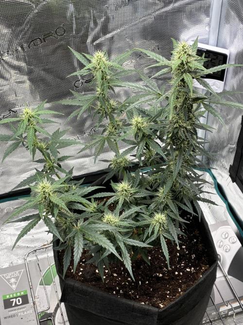 Pineapple Express Auto. Week 7
