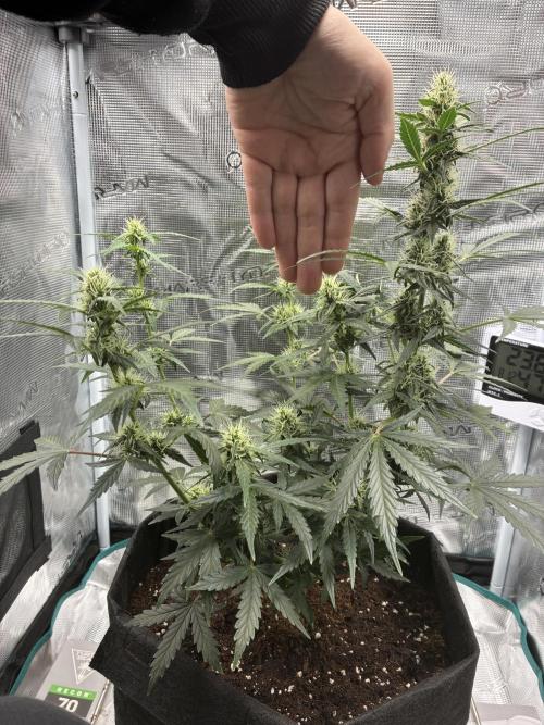 Pineapple Express Auto. Week 7