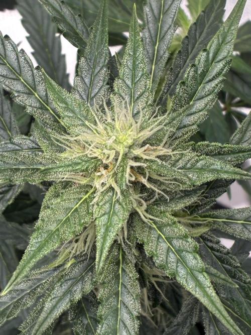 First ever grow Pineapple Express. Week 7