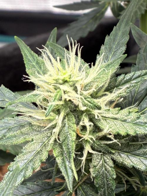 First ever grow Pineapple Express. Week 7
