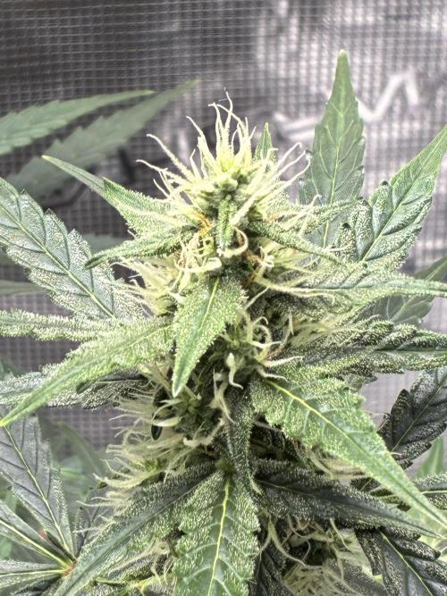 Pineapple Express Auto. Week 7