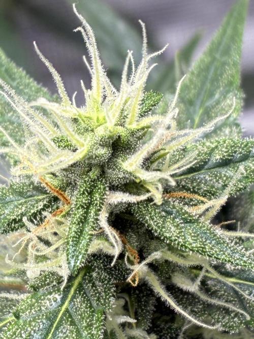 First ever grow Pineapple Express. Week 7