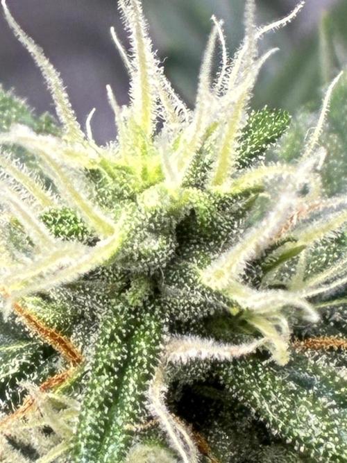 First ever grow Pineapple Express. Week 7
