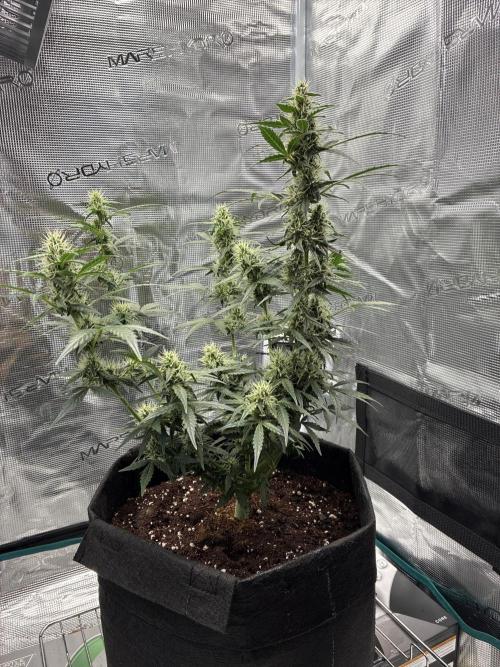 Pineapple Express Auto. Week 7