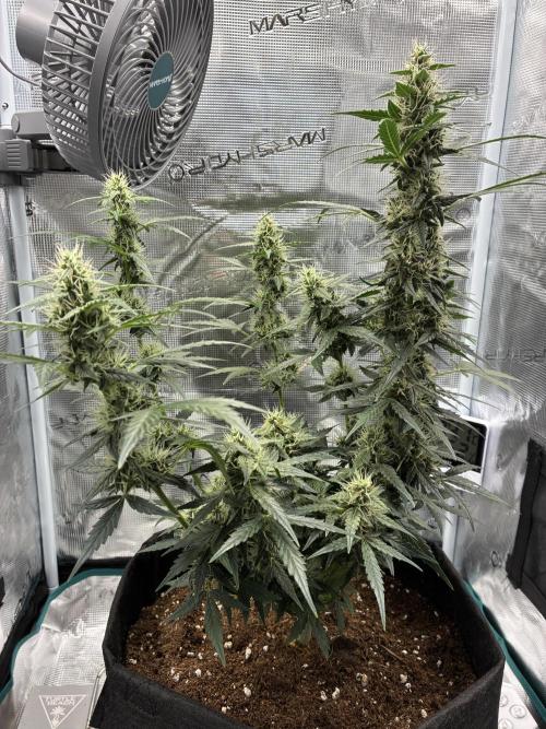 First ever grow Pineapple Express. Week 8