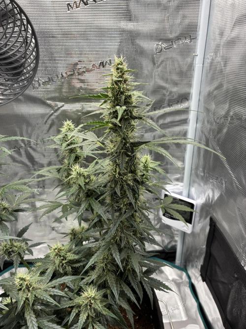First ever grow Pineapple Express. Week 8