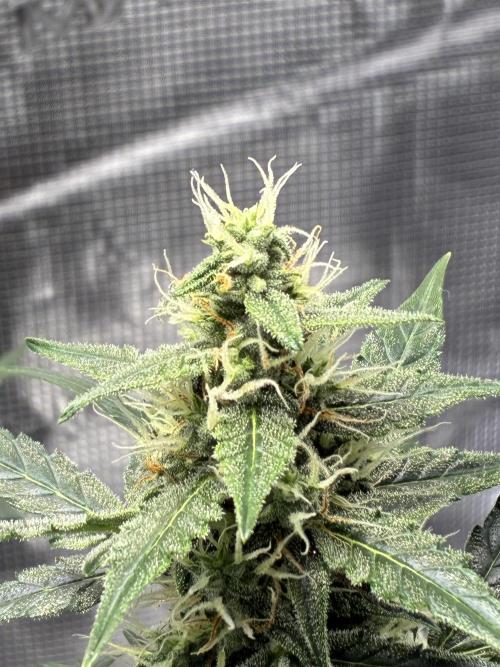 First ever grow Pineapple Express. Week 8