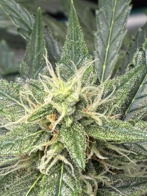 First ever grow Pineapple Express. Week 8