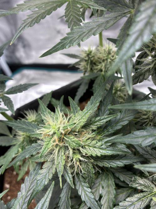 Pineapple Express Auto. Week 8
