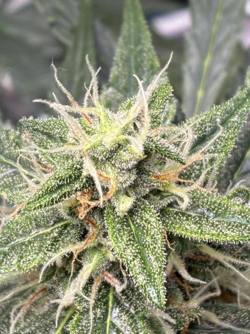 First ever grow Pineapple Express. Week 8