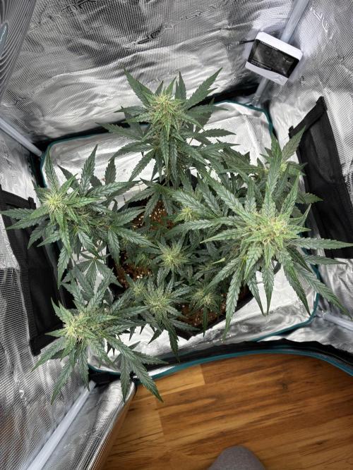 First ever grow Pineapple Express. Week 8