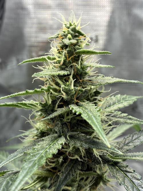 First ever grow Pineapple Express. Week 8