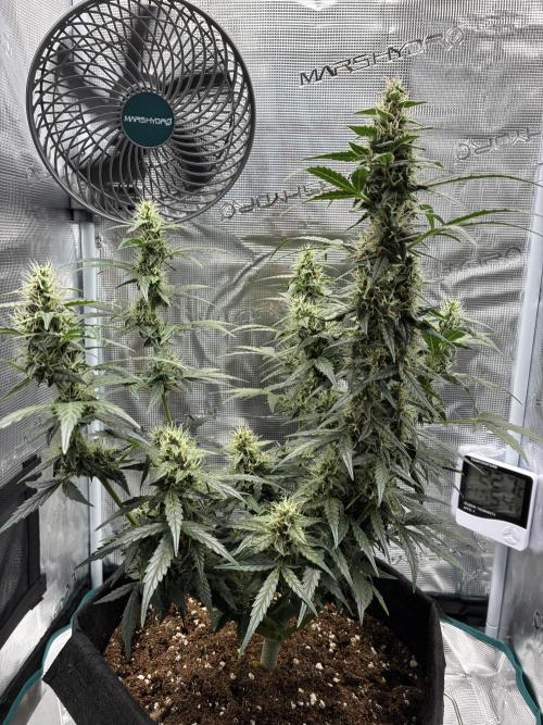Pineapple Express Auto. Week 8