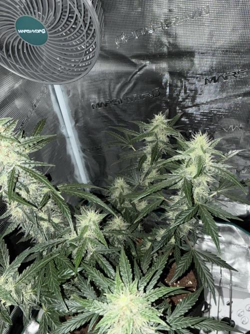 Pineapple Express Auto. Week 8