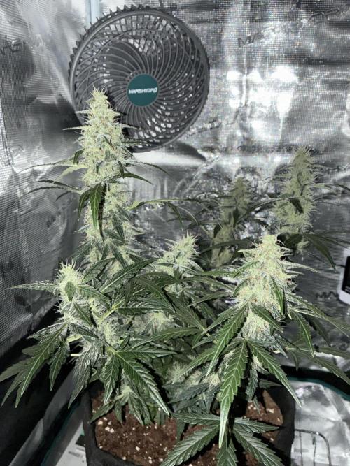 First ever grow Pineapple Express. Week 9