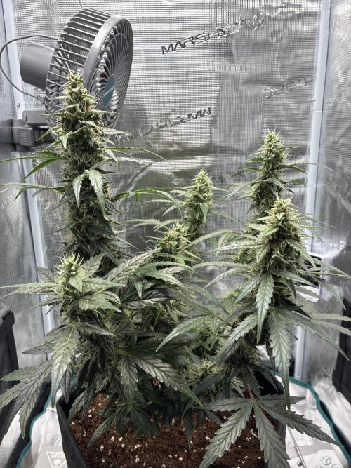First ever grow Pineapple Express. Week 9