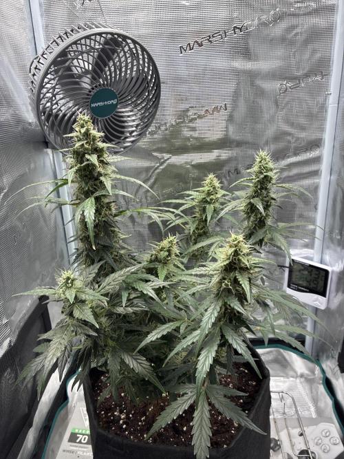 First ever grow Pineapple Express. Week 9