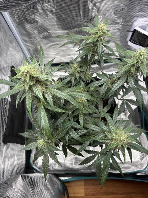 First ever grow Pineapple Express. Week 9