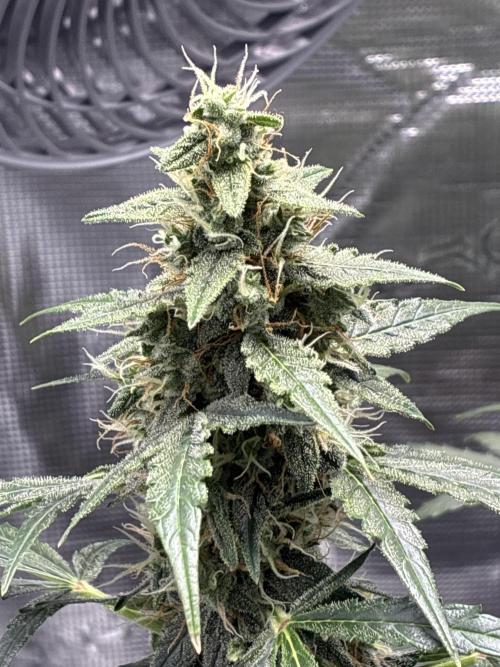 Pineapple Express Auto. Week 9
