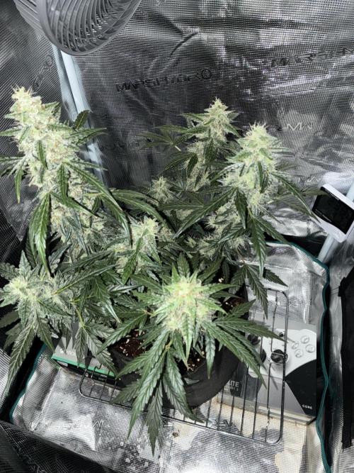 First ever grow Pineapple Express. Week 10