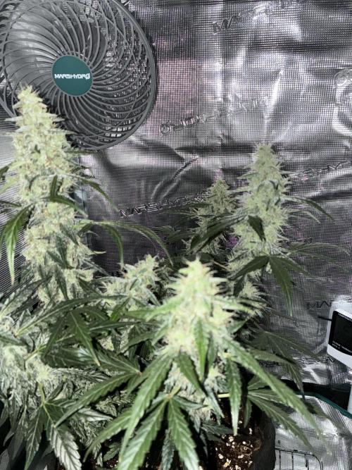First ever grow Pineapple Express. Week 10
