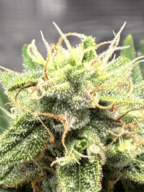 First ever grow Pineapple Express. Week 10