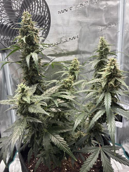 Pineapple Express Auto. Week 10