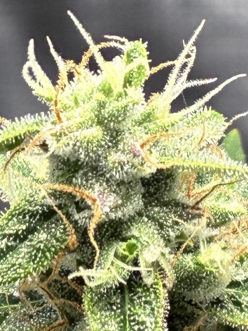 GrowersDream7