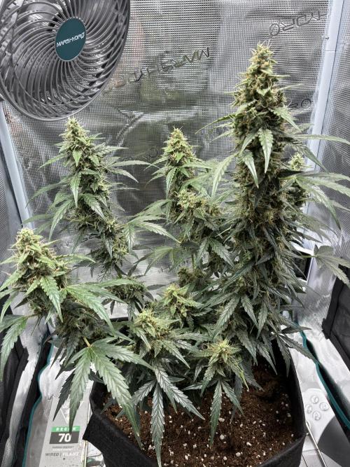 First ever grow Pineapple Express. Week 10