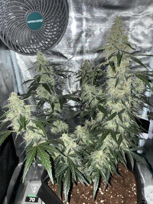 First ever grow Pineapple Express. Week 10