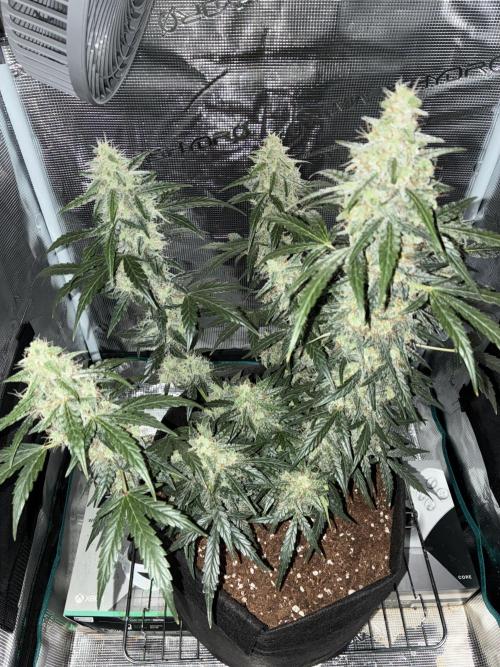 Pineapple Express Auto. Week 10