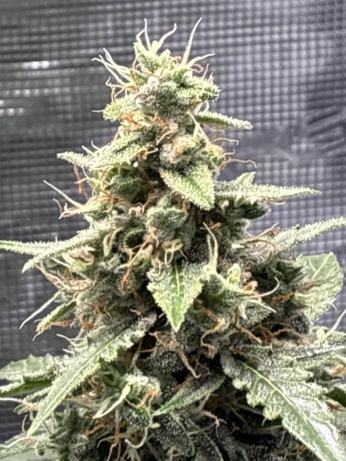 First ever grow Pineapple Express. Week 10