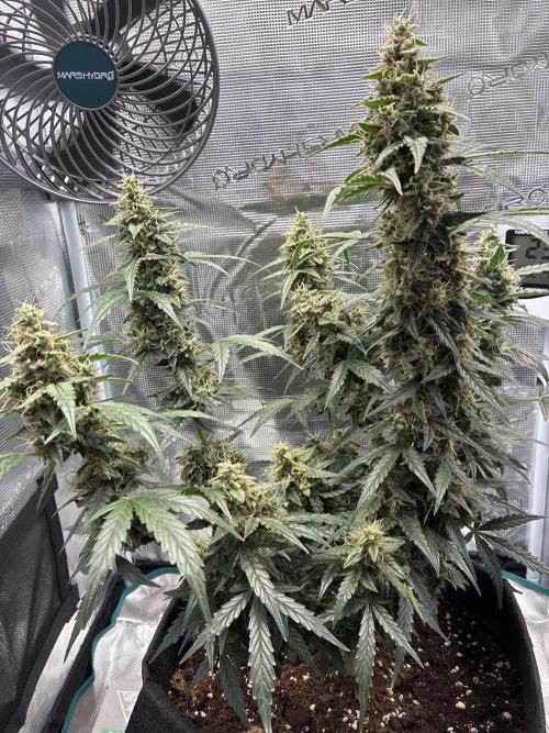 Pineapple Express Auto. Week 10