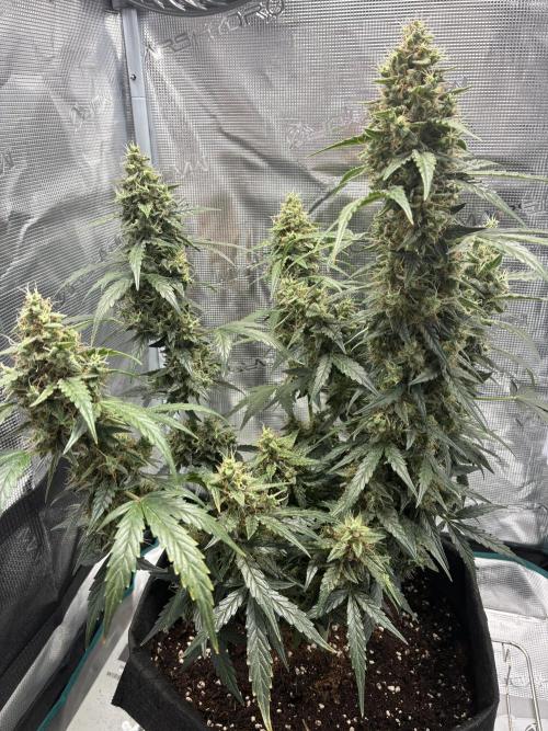 First ever grow Pineapple Express. Week 11